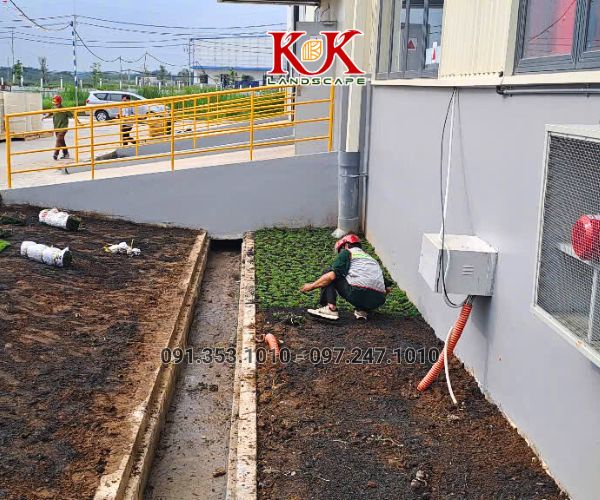 TRỒNG CỎ NHUNG NHẬT CHO NHÀ MÁY KINGFA VIỆT NAM – GIAI ĐOẠN 1