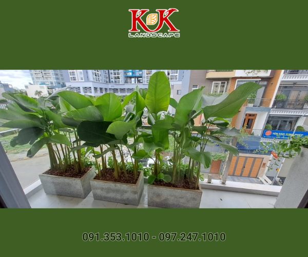 BÁO GIÁ THIẾT KẾ VÀ THI CÔNG CẢNH QUAN SÂN VƯỜN