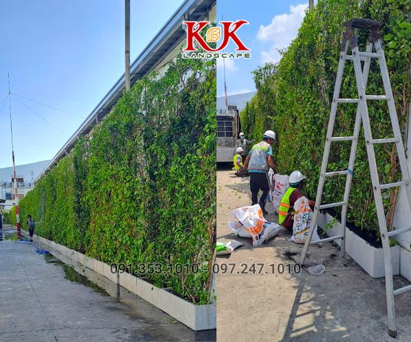 GIẢI PHÁP NÂNG CAO MẢNG XANH CHO NHÀ MÁY, XÍ NGHIỆP, NHÀ XƯỞNG