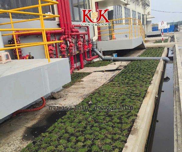 TRỒNG CỎ NHUNG NHẬT CHO NHÀ MÁY KINGFA VIỆT NAM – GIAI ĐOẠN 1