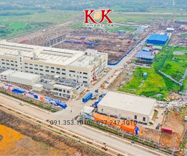 TRỒNG CỎ NHUNG NHẬT CHO NHÀ MÁY KINGFA VIỆT NAM – GIAI ĐOẠN 1