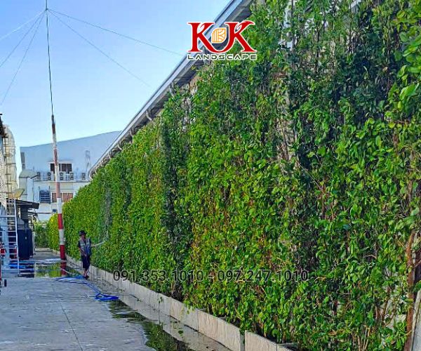 GIẢI PHÁP NÂNG CAO MẢNG XANH BẰNG HỆ TƯỜNG ĐỨNG CHO NHÀ MÁY CONSTANTIA VIỆT NAM