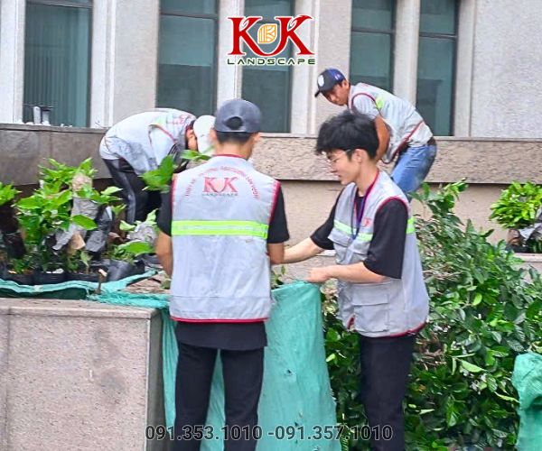 chăm sóc cảnh quan sân vườn