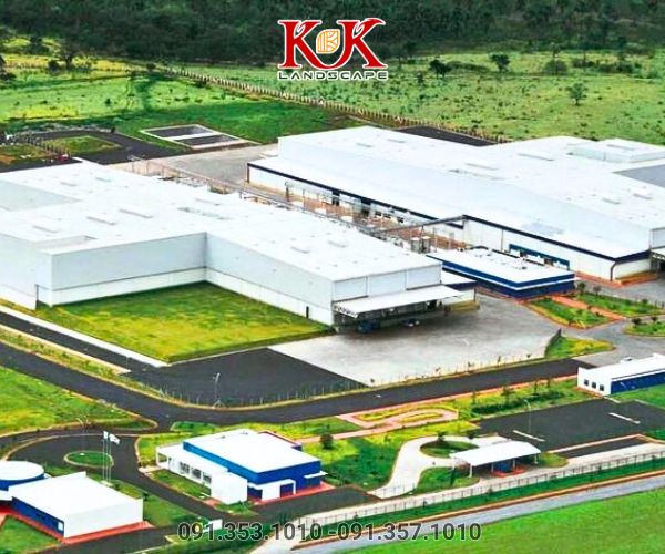 chăm sóc thảm cỏ nhà máy