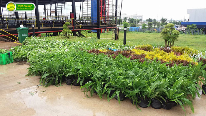 Thi công tường xanh cho quán cafe ở biên hòa đồng nai