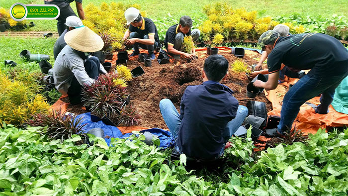 Thi công tường xanh cho quán cafe ở biên hòa đồng nai