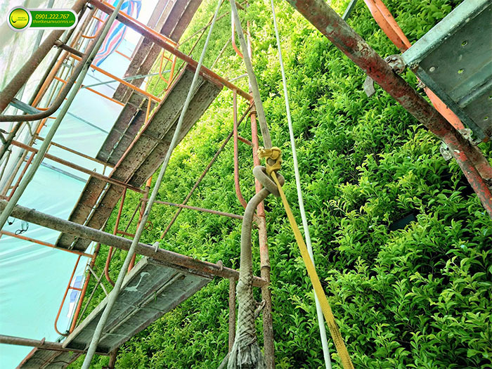 Thi công tường cây xanh innisfree tại quận 1 tphcm