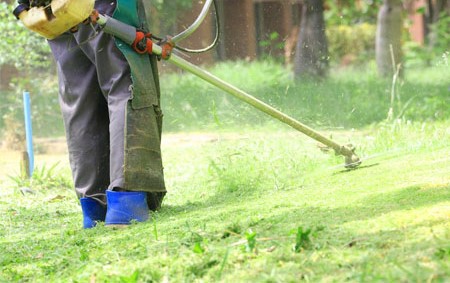 Chăm sóc cây cảnh sân vườn tại tphcm giá rẻ