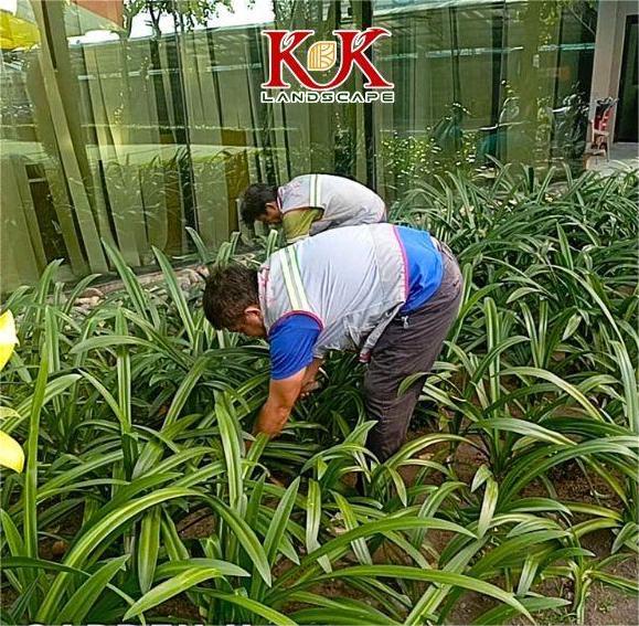 chăm sóc cảnh quan