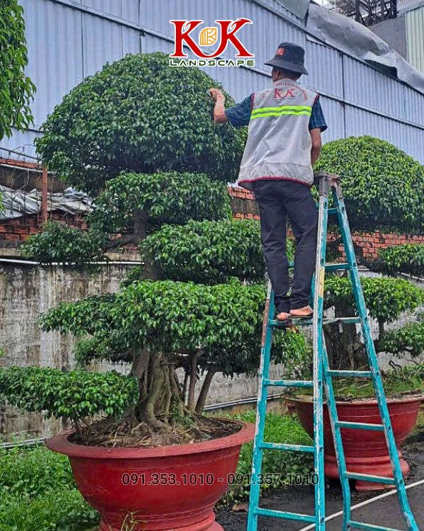 chăm sóc cảnh quan cây xanh