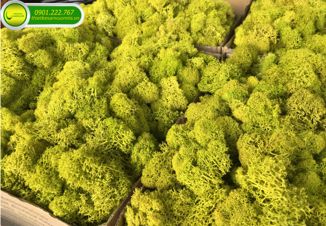 Làm tường rêu đẹp